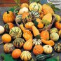 8 Pcs 'Diamon' Pumpkin Ornamental Edible Vegetable Seeds