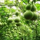 5 Pcs Lagenaria Siceraria Big Wine Spoon Bottle Gourd Seeds