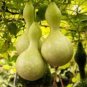 5 Pcs Lagenaria Siceraria Big Wine Spoon Bottle Gourd Seeds
