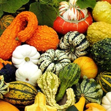 10 Pcs Mixed Doll Pumpkin Ornamental Vegetables Edible Seeds