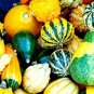 10 Pcs Mixed Doll Pumpkin Ornamental Vegetables Edible Seeds