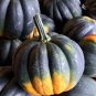 10 Pcs Sweet Reba Acorn Cucurbita Pepo Square Vegetable Organic