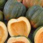 10 Pcs Sweet Reba Acorn Cucurbita Pepo Square Vegetable Organic