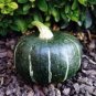 10 Pcs The Standard Buttercup Squash Vegetables Organic Seeds