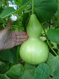 10 Pcs Bright Green Ornamental Bottle Gourd Organic Seeds
