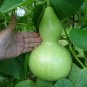 10 Pcs Bright Green Ornamental Bottle Gourd Organic Seeds