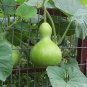 10 Pcs Bright Green Ornamental Bottle Gourd Organic Seeds