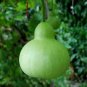 10 Pcs Bright Green Ornamental Bottle Gourd Organic Seeds