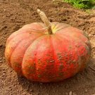 10 Pcs Rare Heirloom Red White Pumpkin 'Censer' Seeds 10 Pcs Rare Heirloom Red White Pumpkin 'Censer' Seeds