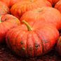 10 Pcs Rare Heirloom Red White Pumpkin 'Censer' Seeds
