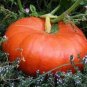 10 Pcs Rare Heirloom Red White Pumpkin 'Censer' Seeds