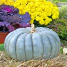 10 Pcs Rare Colorful Pumpkin 'Hua Hu Lu' Ornamental Edible Vegetable 10 Pcs Rare Colorful Pumpkin 'Hua Hu Lu' Ornamental Edible Vegetable