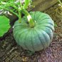 10 Pcs Rare Colorful Pumpkin 'Hua Hu Lu' Ornamental Edible Vegetable