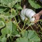 10 Pcs Rare Colorful Pumpkin 'Hua Hu Lu' Ornamental Edible Vegetable