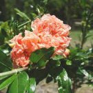 20 Pcs Heirloom 4 Types of Plicated Pomegranate Flowers Seeds