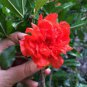 20 Pcs Heirloom 4 Types of Plicated Pomegranate Flowers Seeds