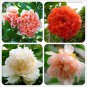 20 Pcs Heirloom 4 Types of Plicated Pomegranate Flowers Seeds