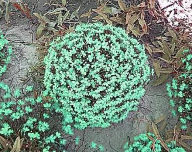 50 Pcs Rare the Himalayas Green Ball Flax Seeds