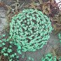 50 Pcs Rare the Himalayas Green Ball Flax Seeds