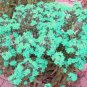 50 Pcs Rare the Himalayas Green Ball Flax Seeds
