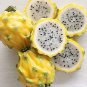 50 Pcs Heirloom Yellow Dragon Fruit Hybrid Pitaya