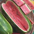 20 Pcs High Yields Legacy Long Red Watermelon Seeds 20 Pcs High Yields Legacy Long Red Watermelon Seeds