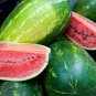 20 Pcs High Yields Legacy Long Red Watermelon Seeds