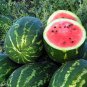20 Pcs High Yields Legacy Long Red Watermelon Seeds