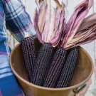 10 Pcs Suntava Full Season Purple Hybrid Corn Seeds