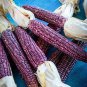 10 Pcs Suntava Full Season Purple Hybrid Corn Seeds