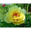 5 Pcs Heirloom Red Yellow Double Blooms Peony Tree Fragrant Flower Seeds 5 Pcs Heirloom Red Yellow Double Blooms Peony Tree Fragrant Flower Seeds