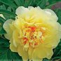 5 Pcs Heirloom Red Yellow Double Blooms Peony Tree Fragrant Flower Seeds