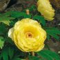 5 Pcs Heirloom Red Yellow Double Blooms Peony Tree Fragrant Flower Seeds