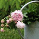5 Pcs New Double Pink Peony Flower with Green Pot Plant 5 Pcs New Double Pink Peony Flower with Green Pot Plant