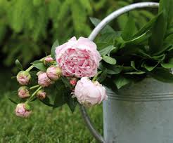 5 Pcs New Double Pink Peony Flower with Green Pot Plant