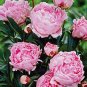 5 Pcs New Double Pink Peony Flower with Green Pot Plant