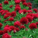 5 Pcs Fire Red Chinese Peony Flower Seeds 5 Pcs Fire Red Chinese Peony Flower Seeds