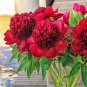 5 Pcs Fire Red Chinese Peony Flower Seeds
