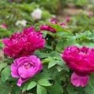 5 Pcs Heirloom Purple Chinese Peony Flower Seeds