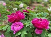 5 Pcs Heirloom Purple Chinese Peony Flower Seeds