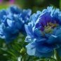 5 Pcs Dark Blue Tree Peony Flower Seeds Rere Plants