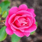 50 Pcs Double Pink Rose Plant Flower Garden Seed 50 Pcs Double Pink Rose Plant Flower Garden Seed