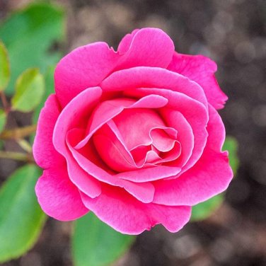 50 Pcs Double Pink Rose Plant Flower Garden Seed