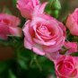 50 Pcs Double Pink Rose Plant Flower Garden Seed