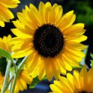 15 Pcs Heirloom Yellow Black Clusters of Middle Sunflower