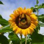 20 Pcs Heirloom Edible White Long Sunflower Seeds