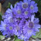 20 Pcs Rare Blue Chrysanthemum Mosquito Repelling Flower Seeds