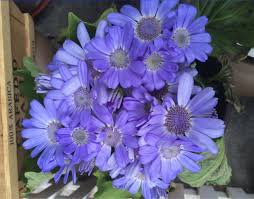 20 Pcs Rare Blue Chrysanthemum Mosquito Repelling Flower Seeds