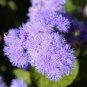 20 Pcs Rare Blue Chrysanthemum Mosquito Repelling Flower Seeds