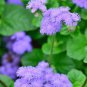 20 Pcs Rare Blue Chrysanthemum Mosquito Repelling Flower Seeds